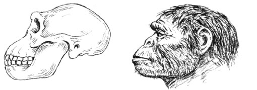 Australopitheque