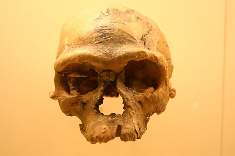 Jebel irhoud 1 homo sapiens